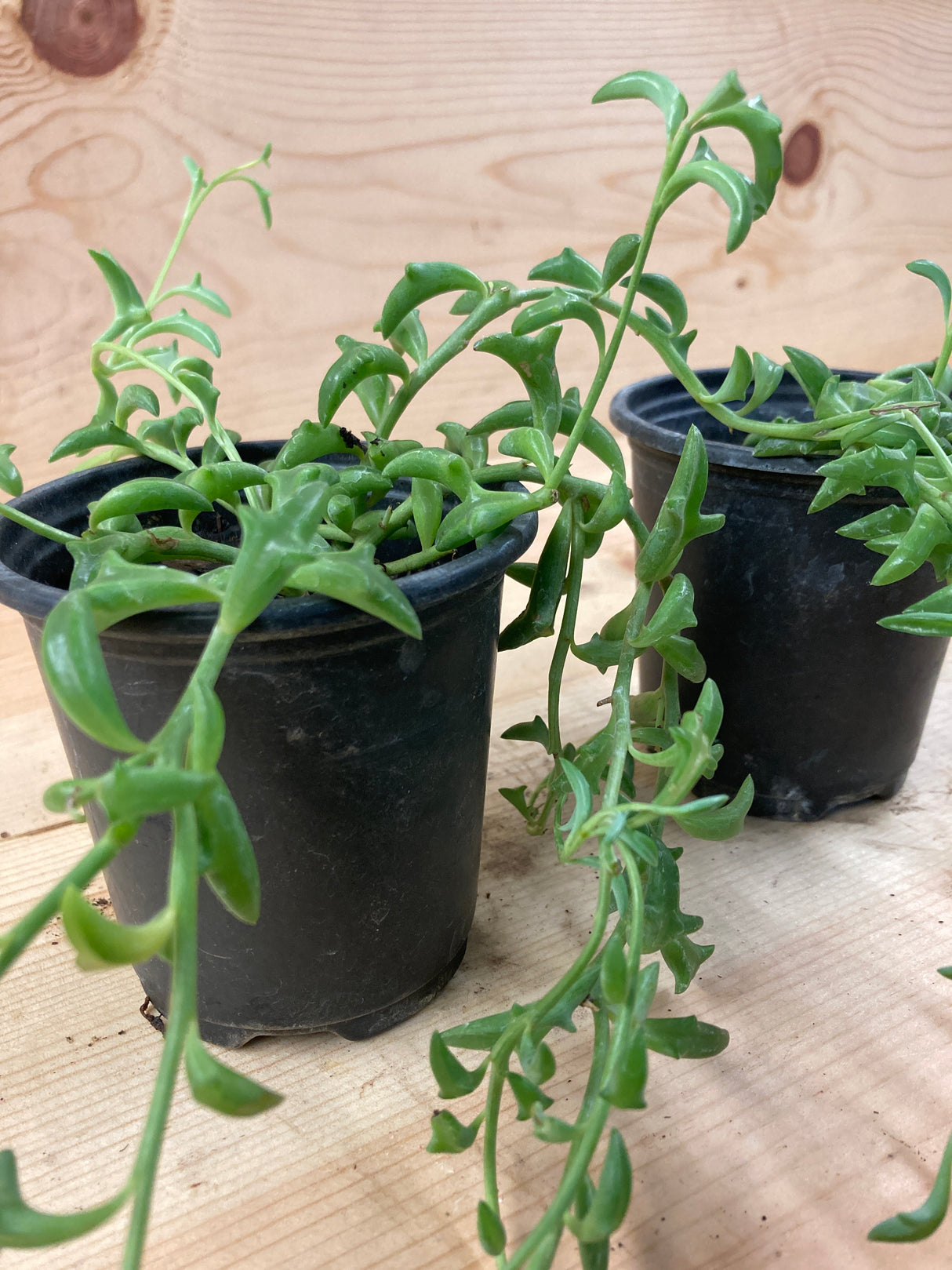 Succulent, String of Dolphins