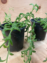 String of Dolphins Organically Grown Succulent Plant For Sale