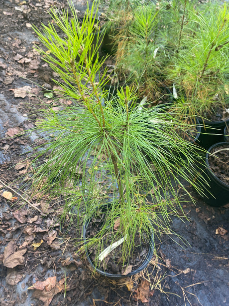 Pine, Loblolly