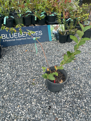 Blueberry, Bluejay