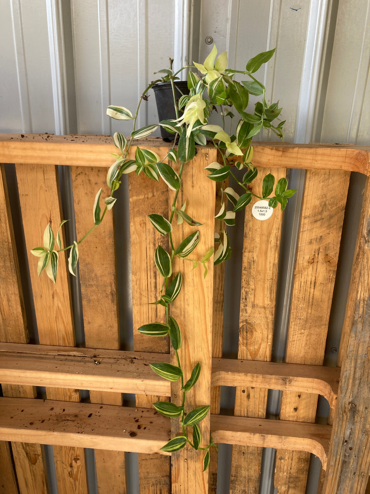 Wandering Jew