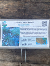 Carex appalachica Appalachian sedge potted plant for sale