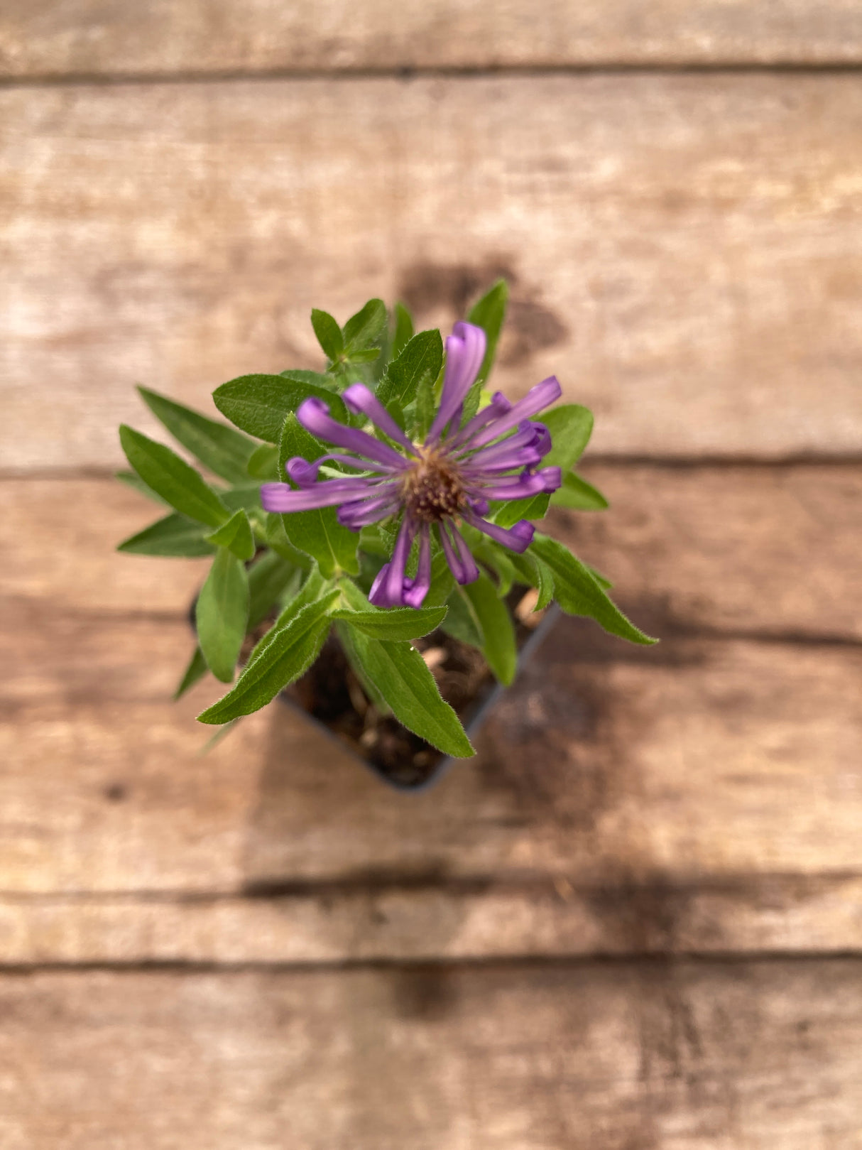 Aster, New England