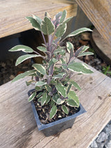 Sage, Tricolor