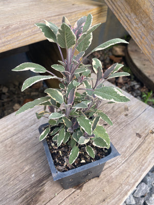 Sage, Tricolor