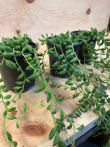 String of Bananas Organically Grown Succulent Plant For Sale