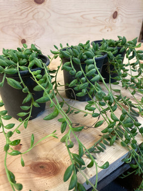 String of Bananas Organically Grown Succulent Plant For Sale