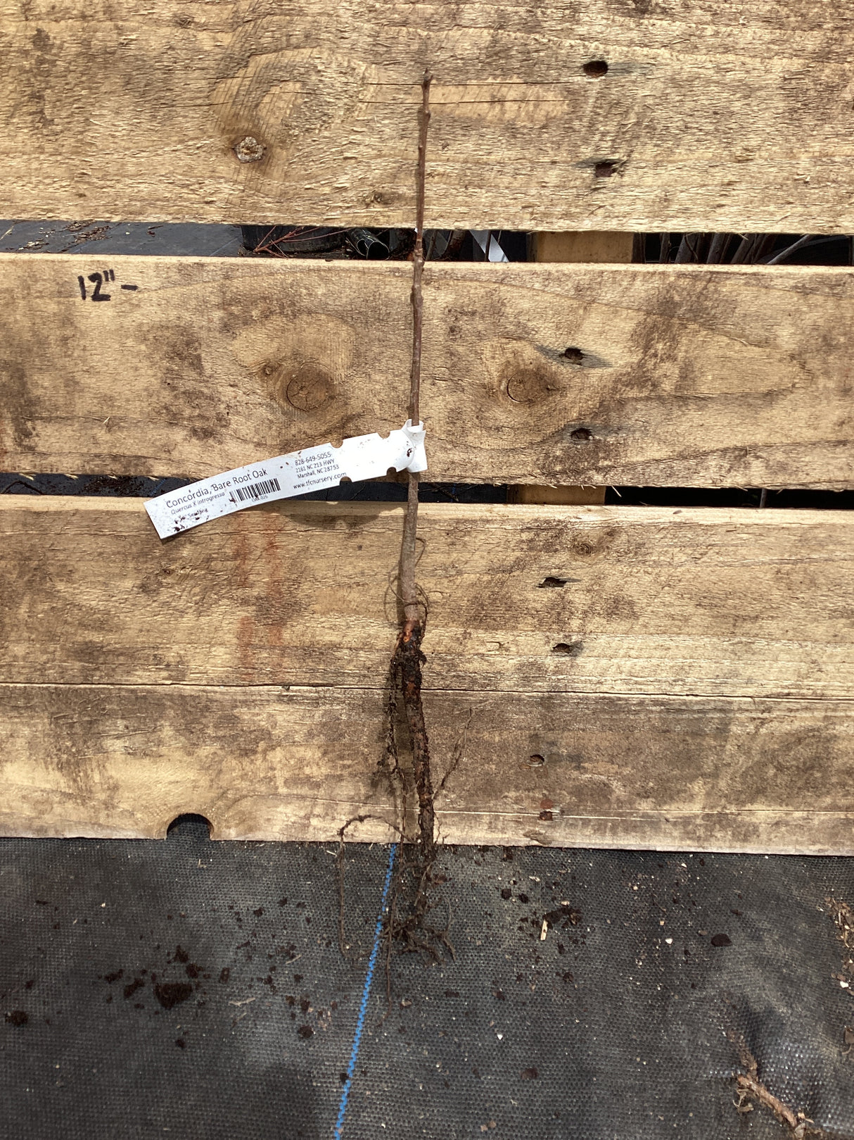 Oak, Concordia, Bare Root