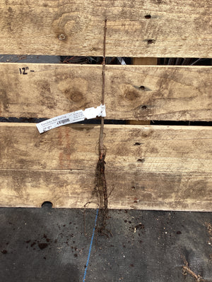 Oak, Concordia, Bare Root