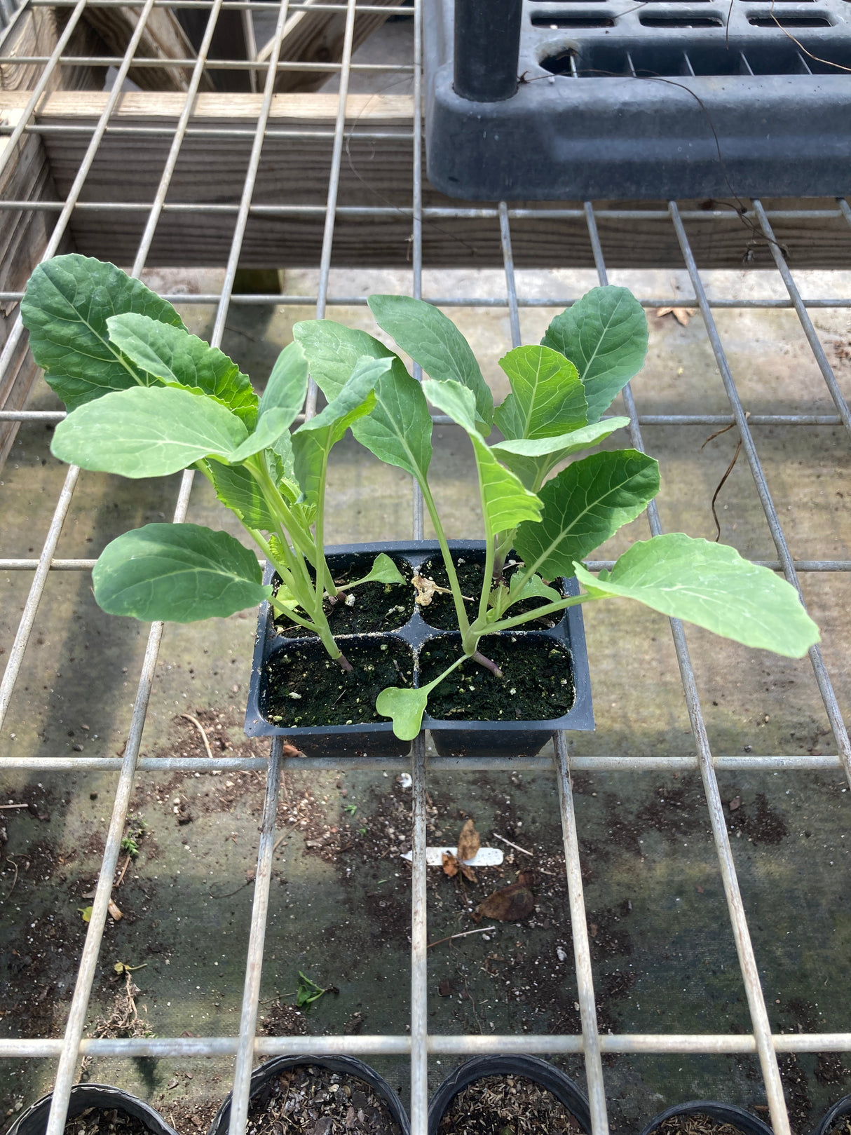 Cauliflower, Skywalker F1