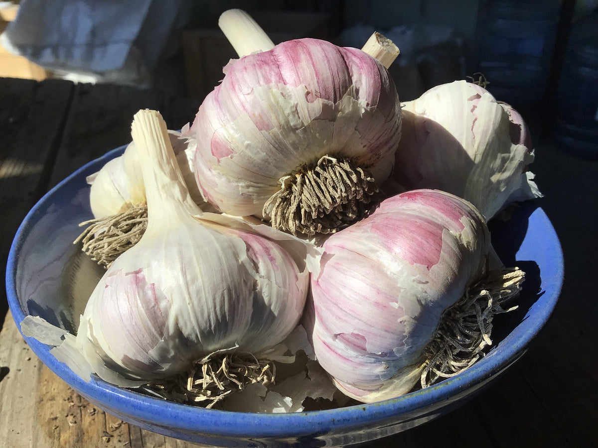 Persian Star, Hardneck, Organic Seed Garlic