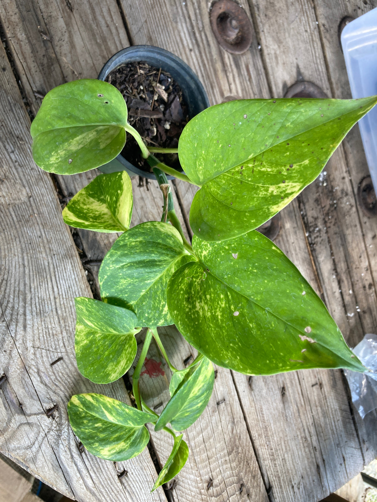 Pothos, Golden
