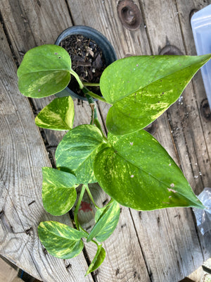 Pothos, Golden