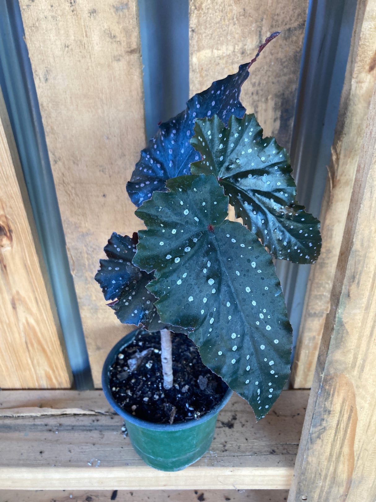 Fannie Moser Begonia