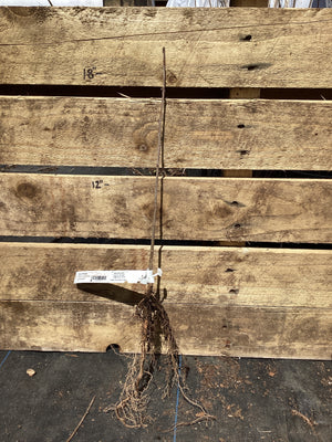 Sycamore, Bare Root