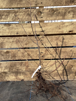 Serviceberry, Downy, Bare Root