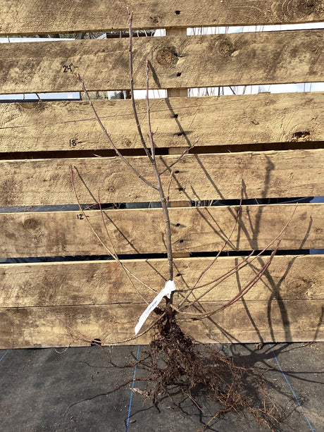 Serviceberry, Downy, Bare Root