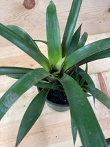 Bromeliad
