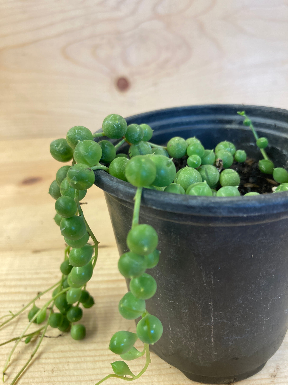Succulent, String of Pearls