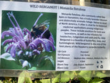 Monarda, Wild Bergamot
