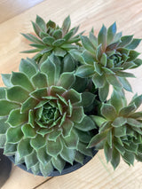 Kalinda Hen and Chicks Organically Grown Plants For Sale