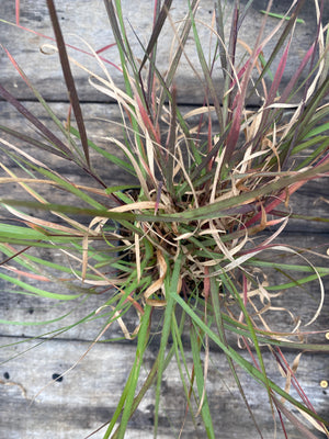Grama Grass, Sideoats