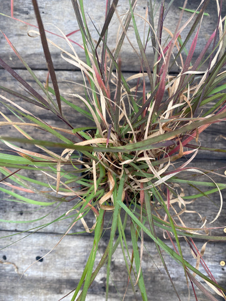Grama Grass, Sideoats