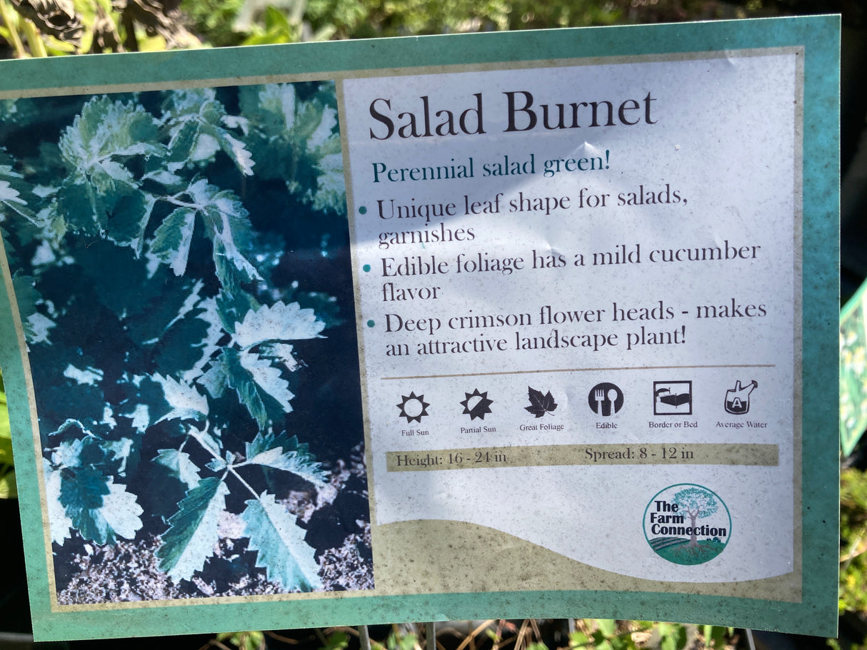 Salad Burnet