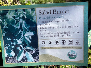 Salad Burnet