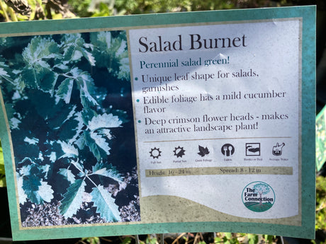 Salad Burnet