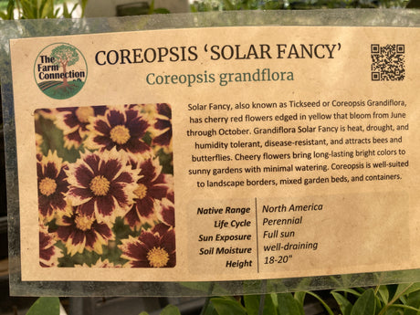 Coreopsis Grandiflora, 'Solar Fancy'