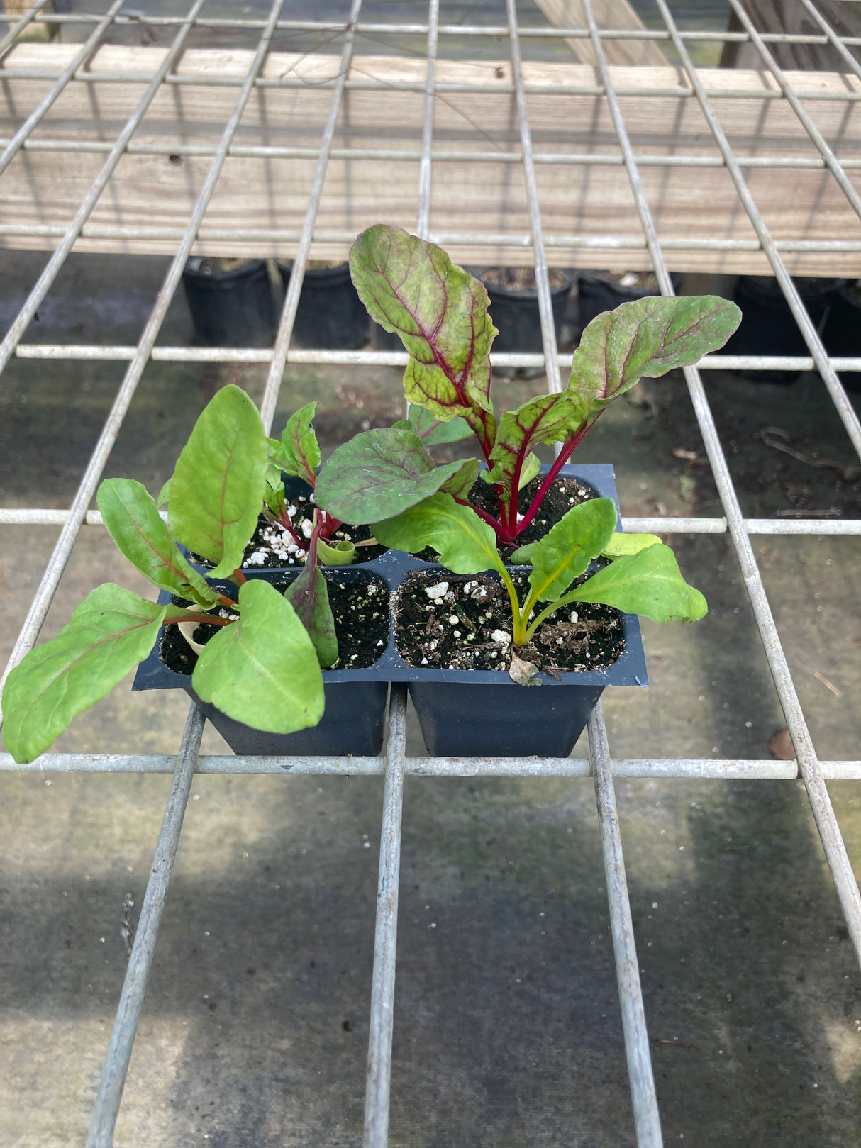 Chard, Bright Lights