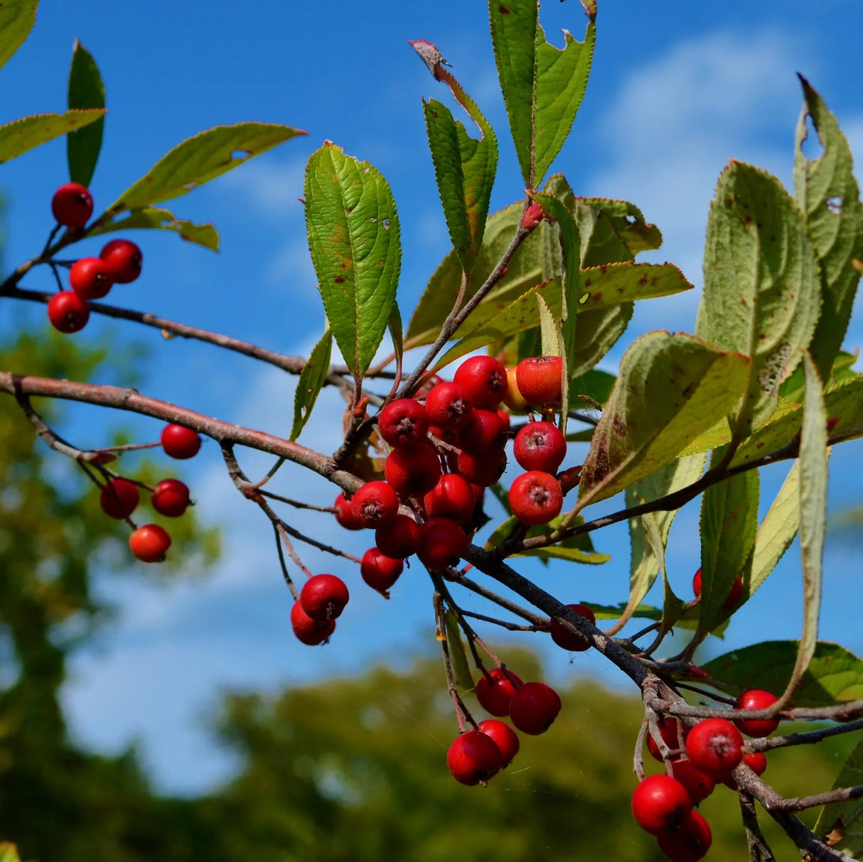 Red Chokeberry, Bare Root