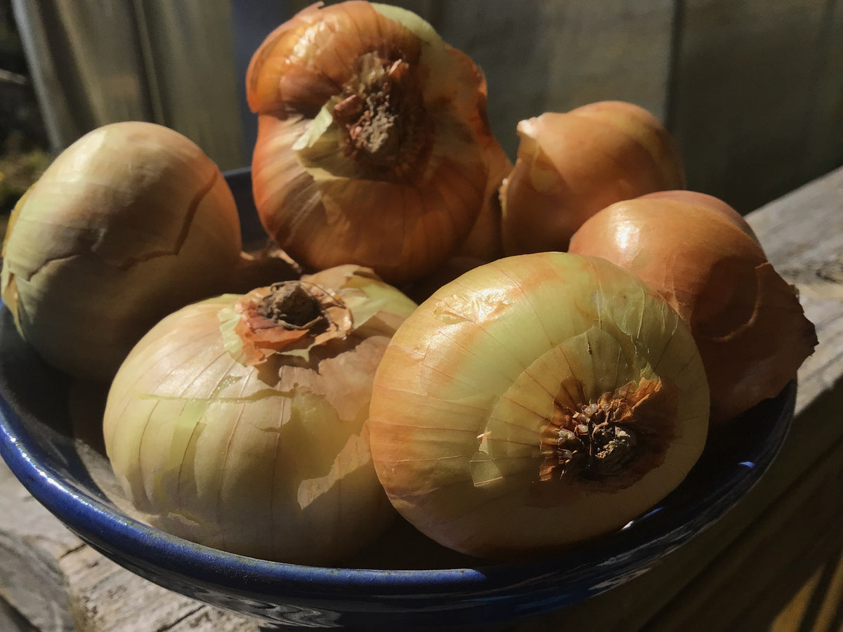Yellow Potato Onion (Planting Bulbs)