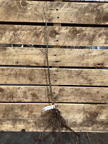 Oak, Nuttall, Bare Root