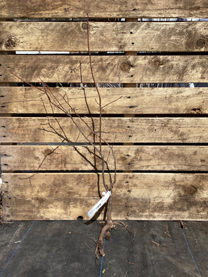Sourwood, Bare Root