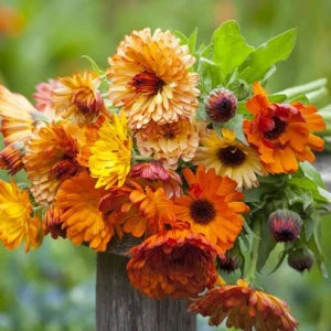 Seeds, Solar Flashback, Calendula (OG)