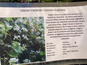 Clematis, Virgin's Bower