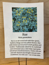 Rue Medicinal Organically Grown Plants For Sale