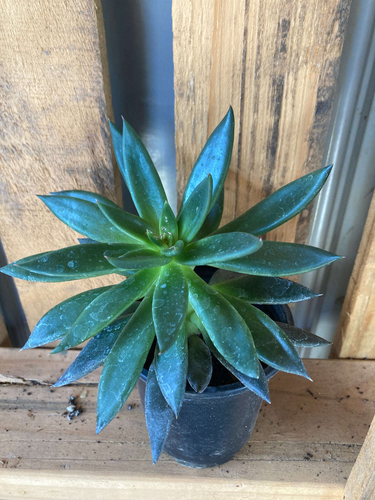 Succulent, Echeveria Black Knight