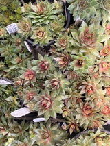 Red Beauty Hen and Chicks Organically Grown Plants For Sale
