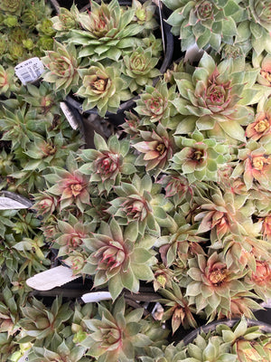 Hen and Chicks, Red Beauty