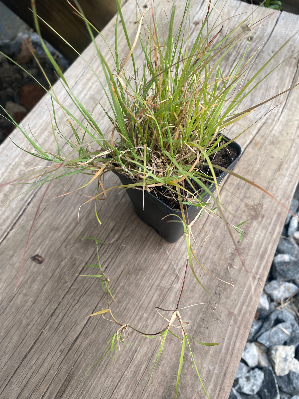 Buffalo Grass