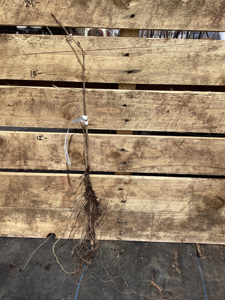 Oak, Chinkapin, Bare Root