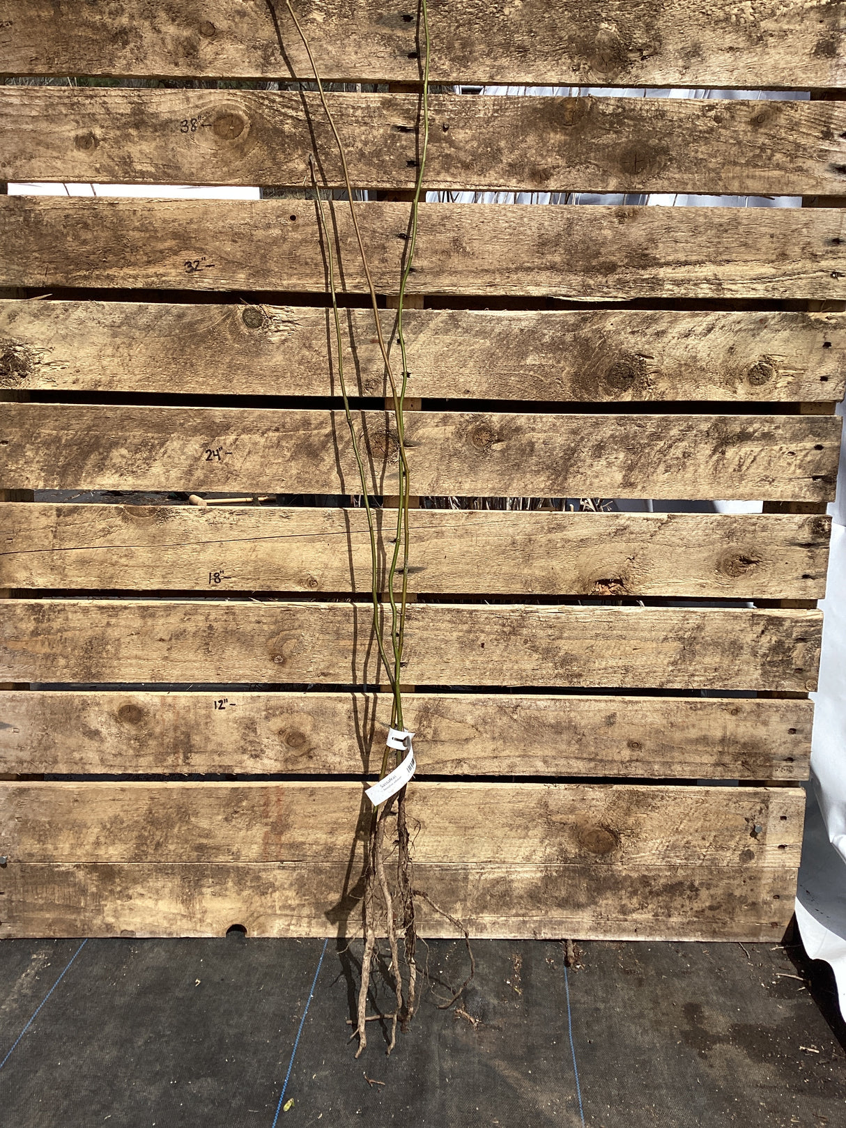 Sassafras, Bare Root