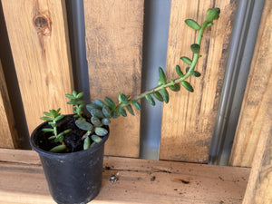 Sedeveria Hybrid, Jet Beads