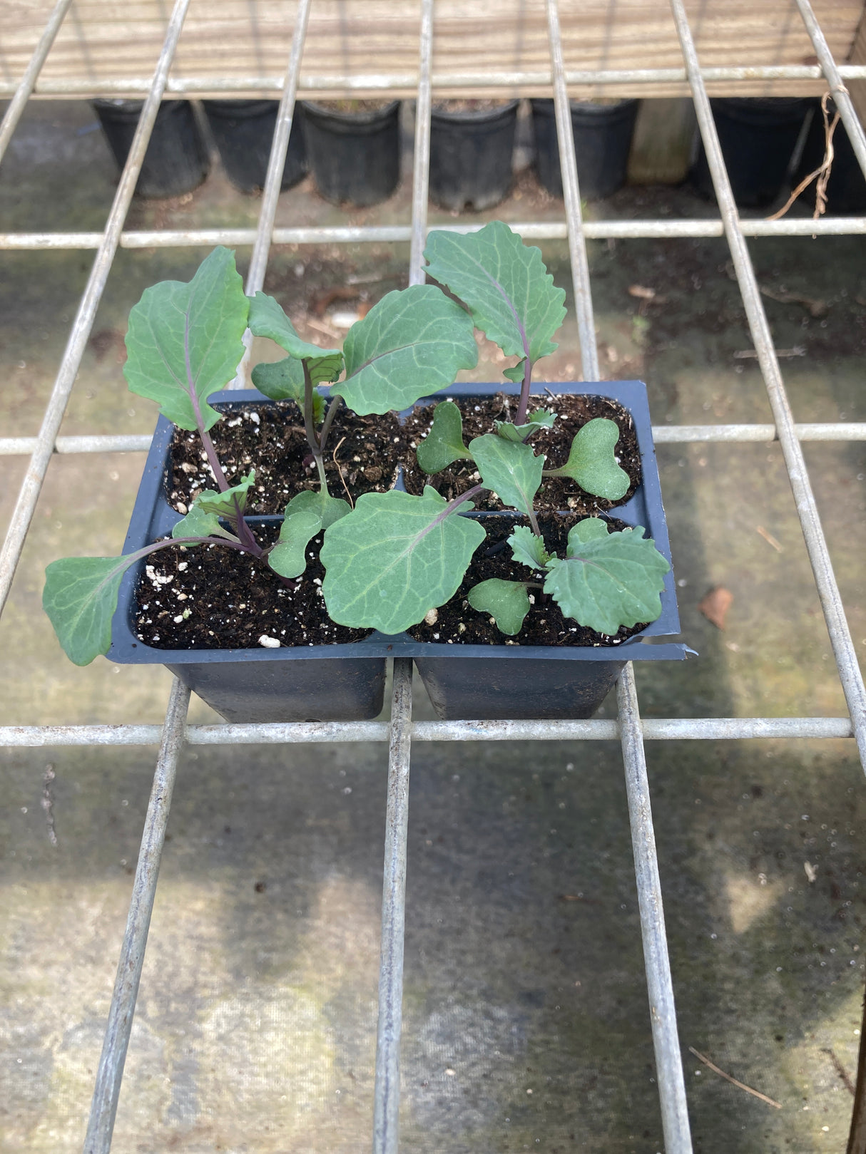Collards, Purple Ultracross