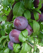 A.U. Producer Plum Bare Root Fruit Tree For Sale