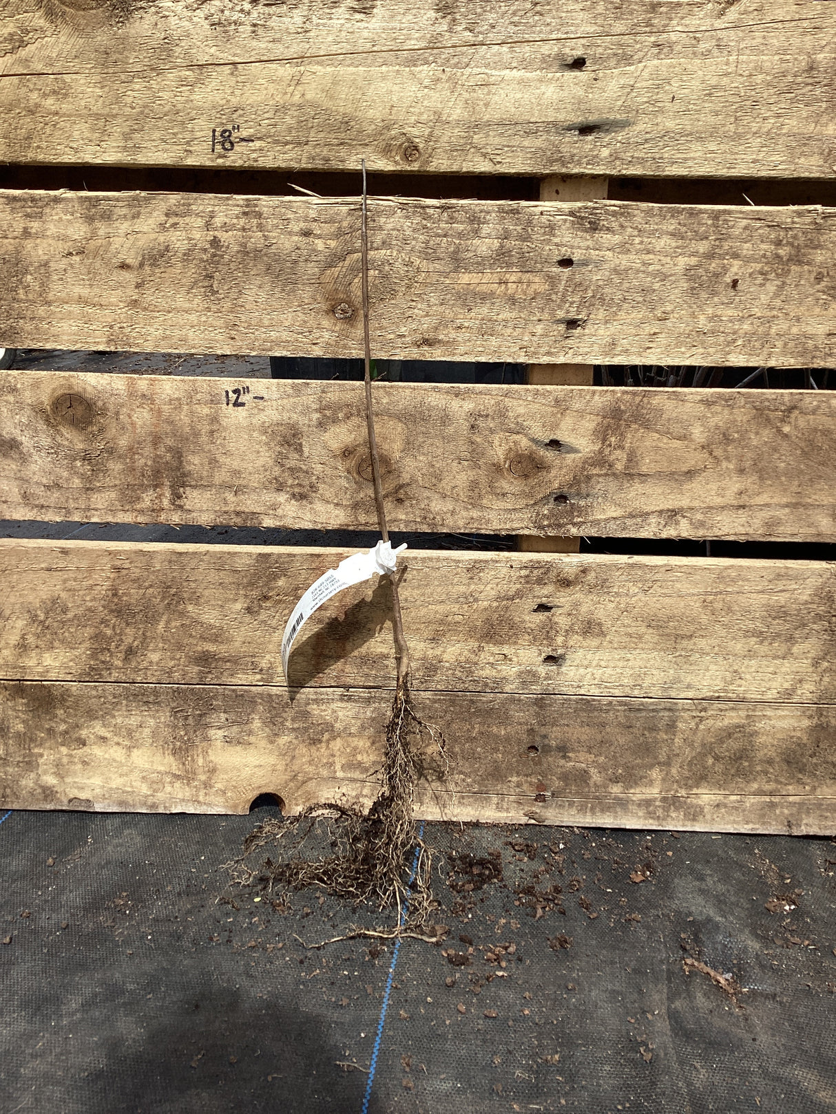 Buttonbush, Bare Root