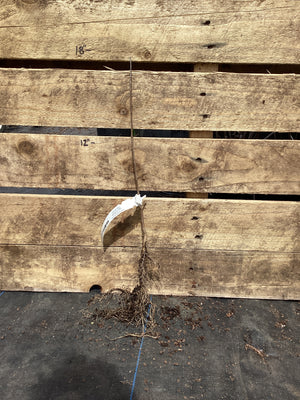 Buttonbush, Bare Root